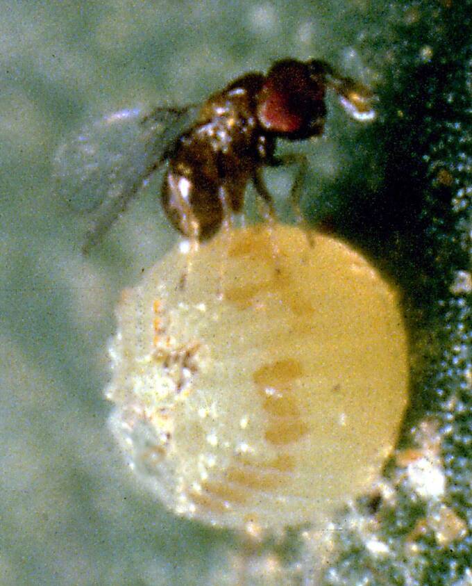 Temperate Climate Permaculture Beneficial Insects Trichogramma Wasps