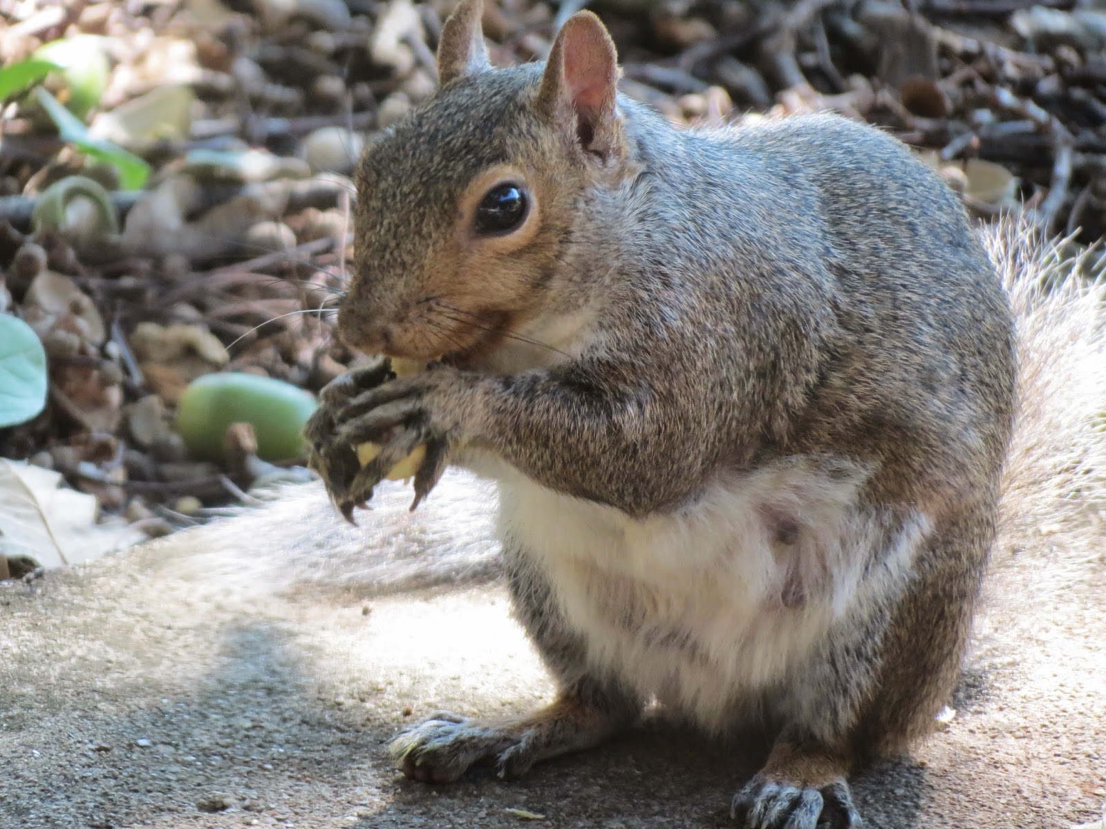 Squirrel with Acorn