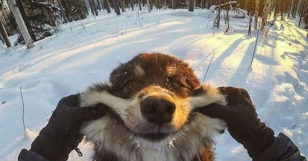 Cute dogs - part 262 (50 pics)