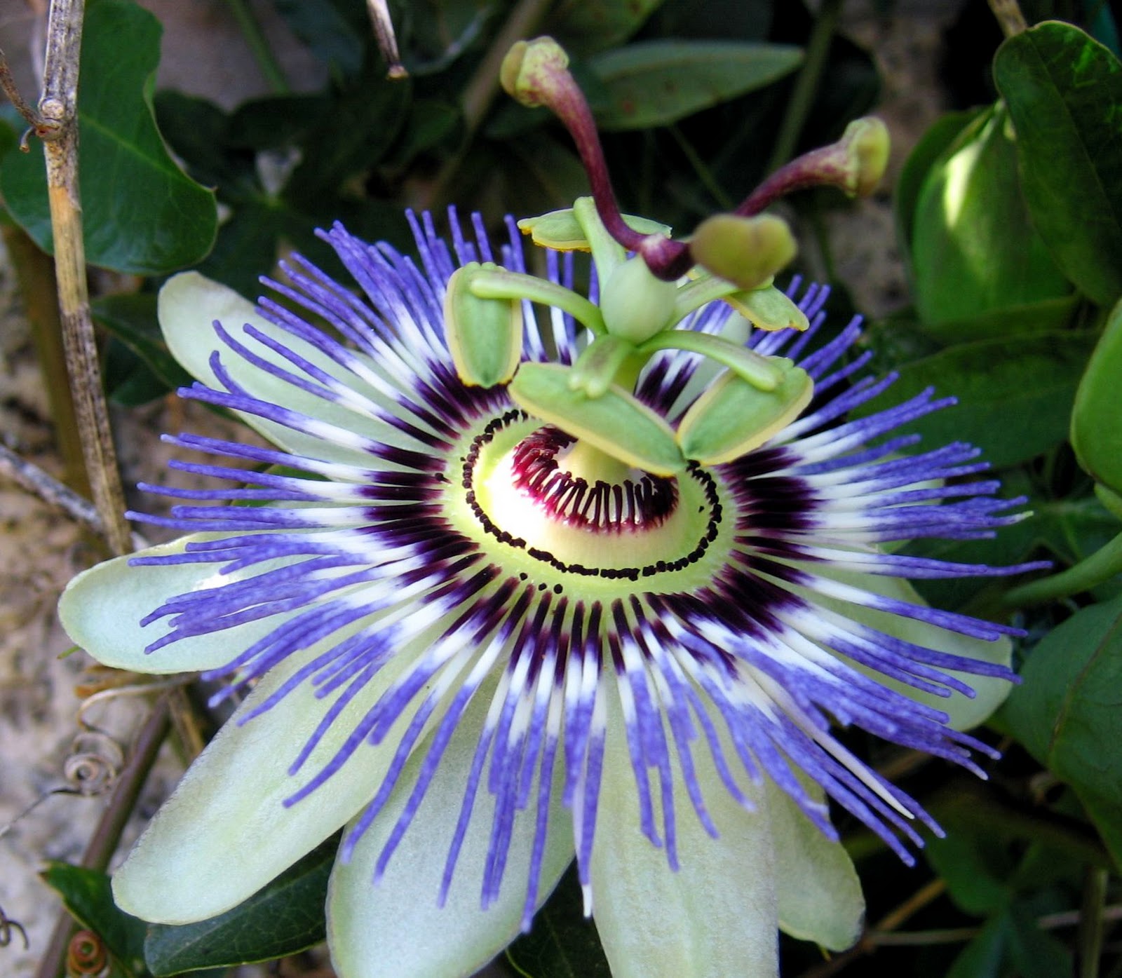 tempo de recordar: Flor de maracujá