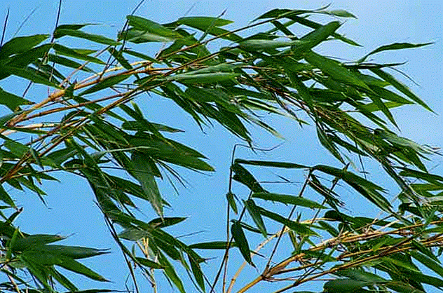gif, bamboo leaning right