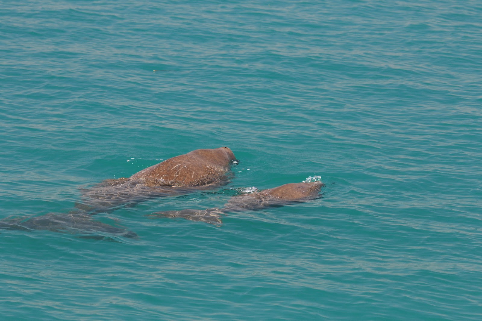 Theodoras Welt Mehr Meer