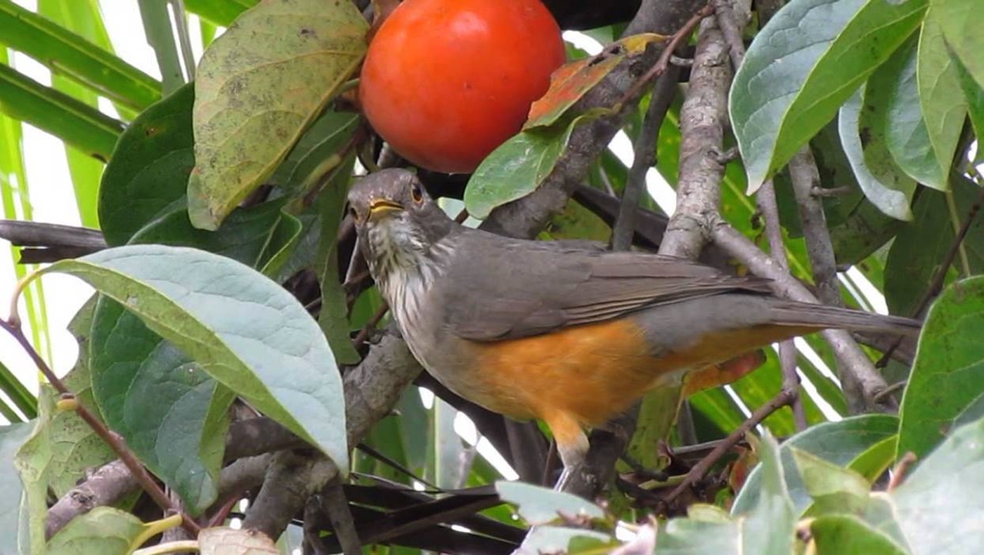Blog do Edu Ambiental: Sabiá laranjeira