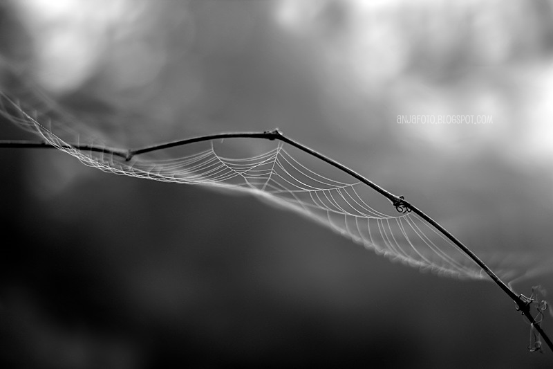 pajęczyna, spiderweb