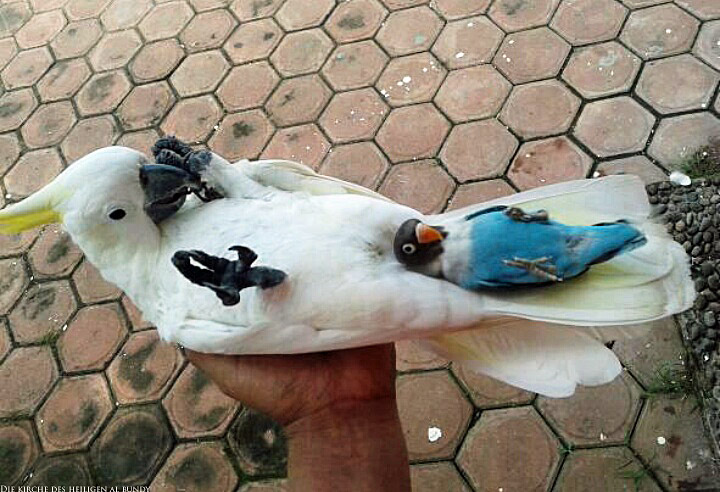 Zwei witzige Papageien liegen auf Rücken - Vogel in Hand