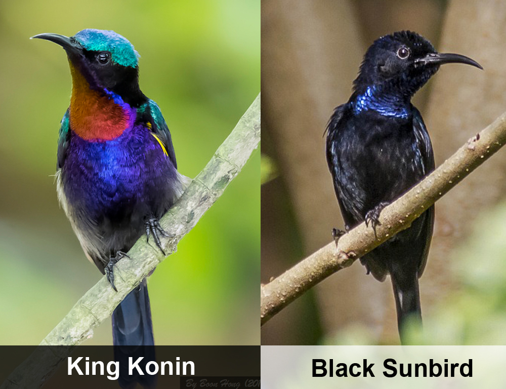Perbedaan King Konin Dengan Black Sunbird Rumah Kolibri