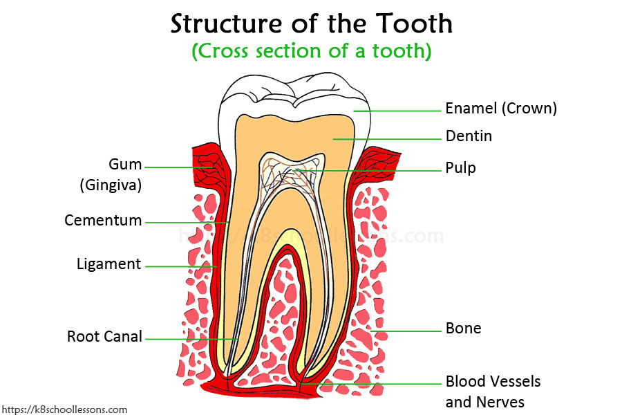 Про зубы на английском. Tooth structure. Структура зуба. Зубы на английском. Зубы анатомия.
