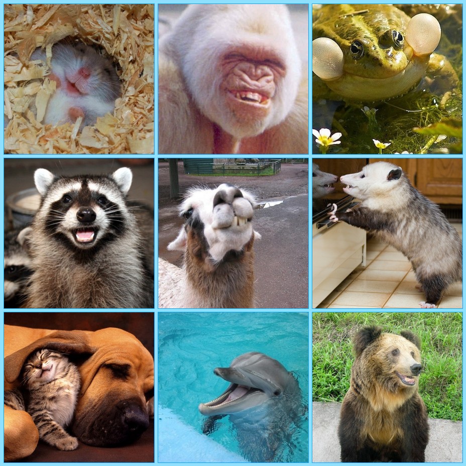 My little cottage in the making BE KIND ANIMALS HAVE FEELINGS TOO