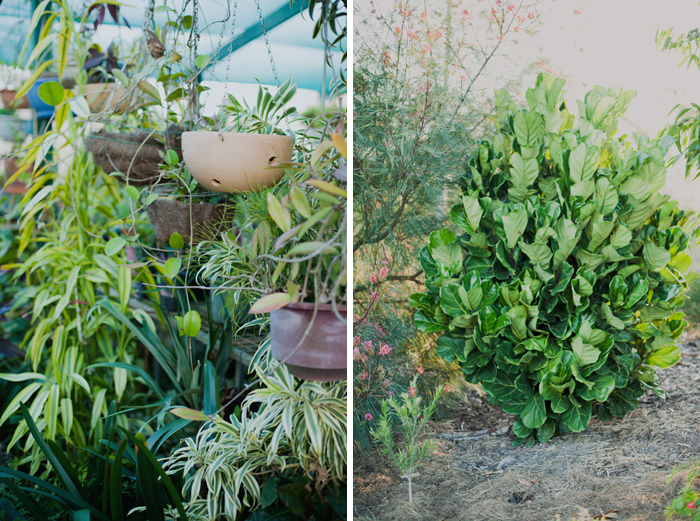 giant fiddle leaf fig hanging pots