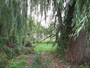 "Amidst the Greenery and Glow"