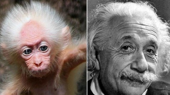Macaco tem a cara de Albert Einstein