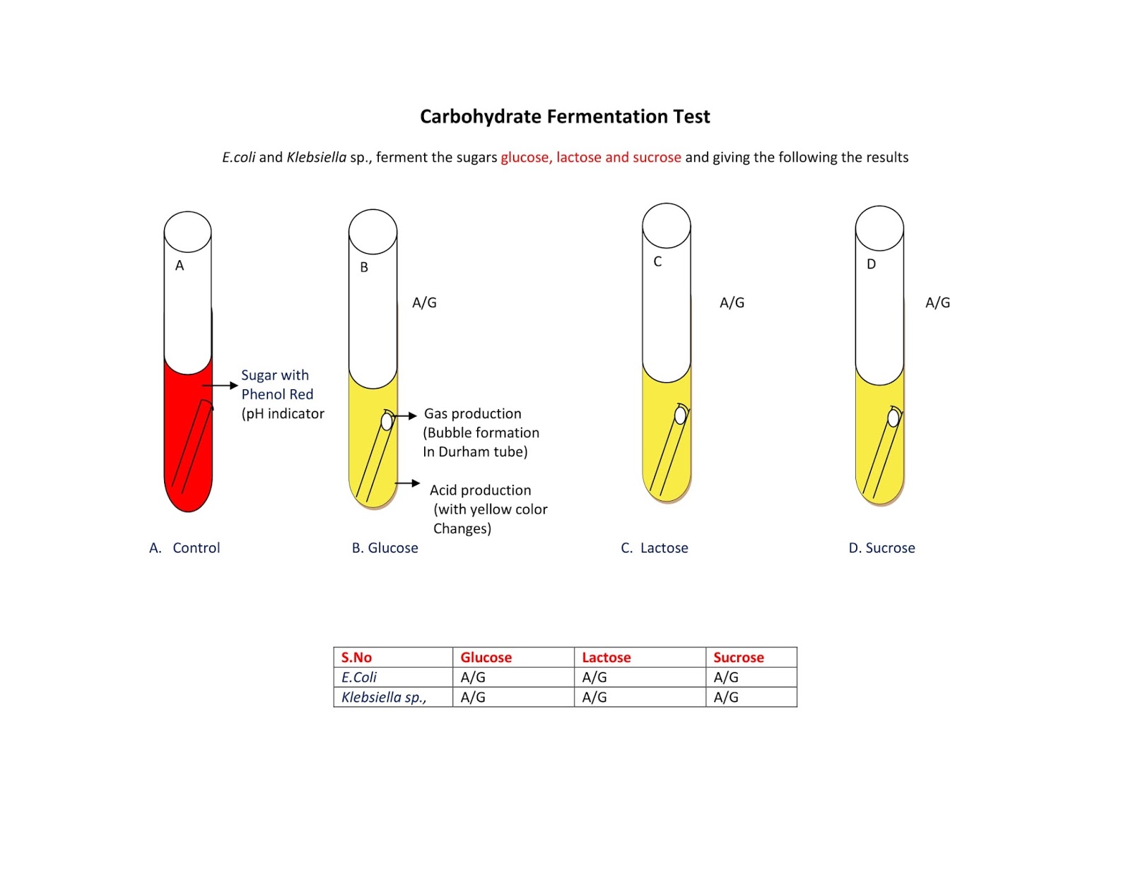 carbohydrate fermentation test