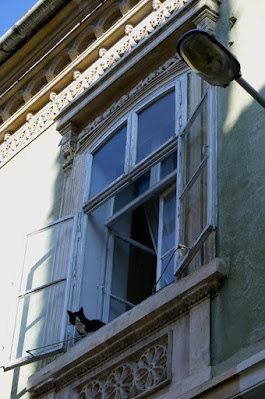 pisica alb cu negru pe un pervaz in dreptul ferestrei deschise