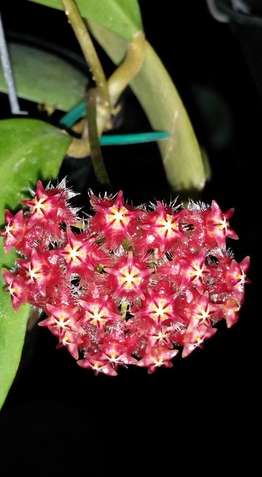 Хойя индонезия 001 Хойя индонезия 001