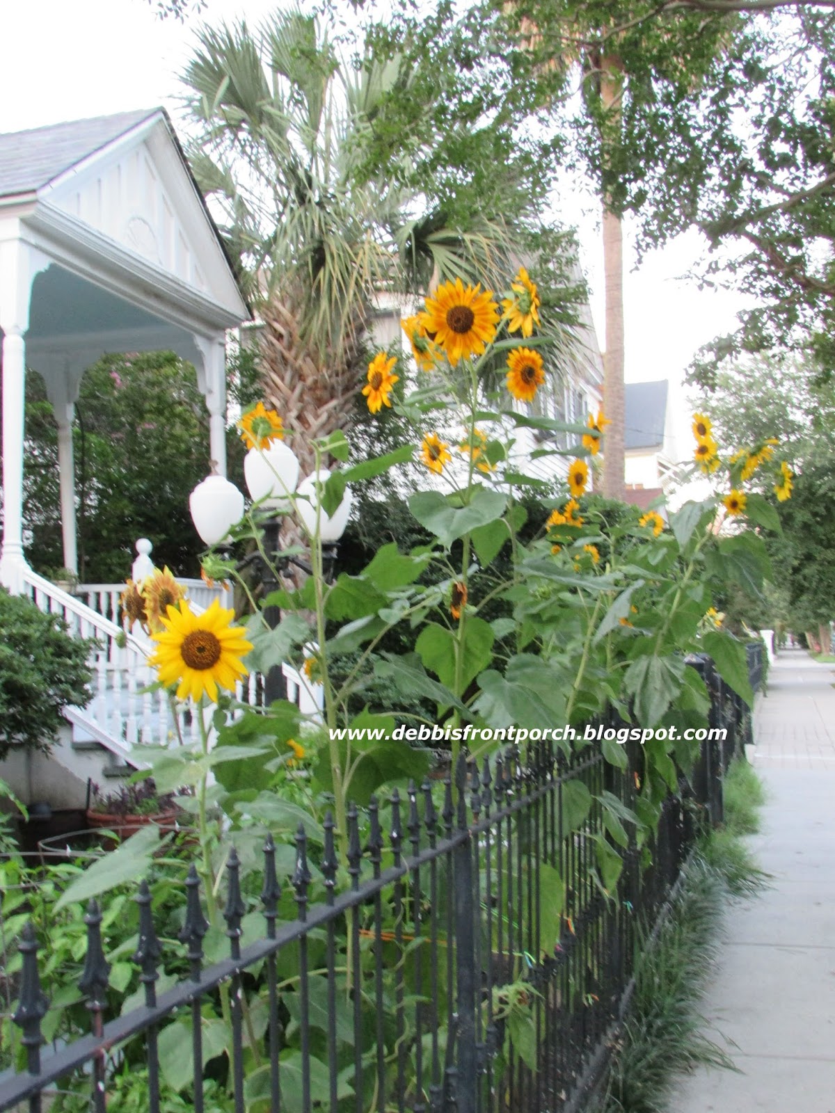 Debbi's Front Porch City Sunflowers