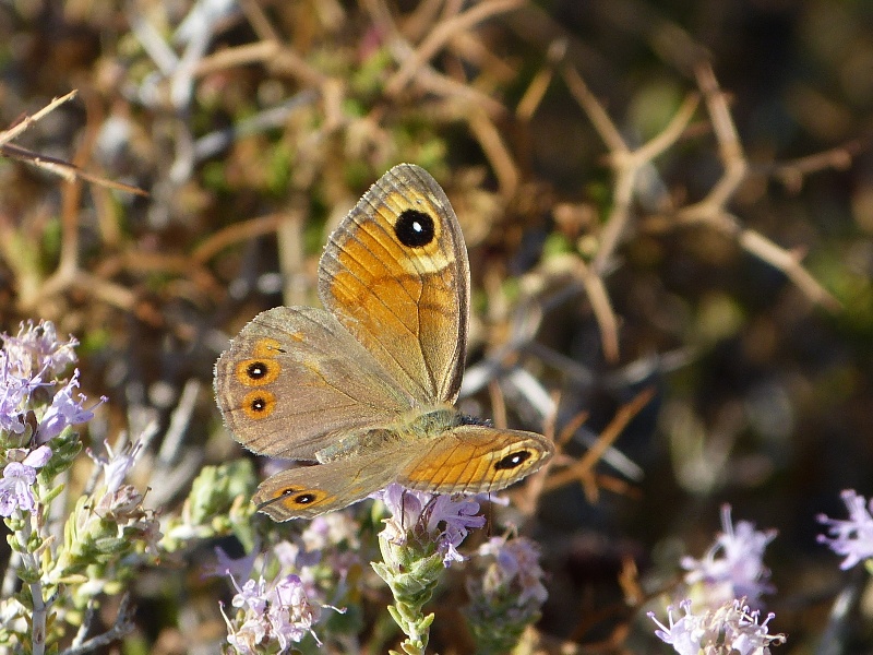 Butterfly Notes Cyprus Butterflies July 2015