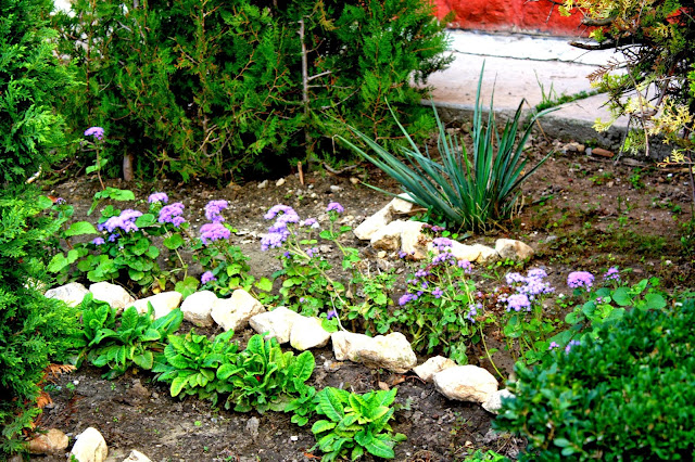 Flowers bed in front of the Medgidia Council