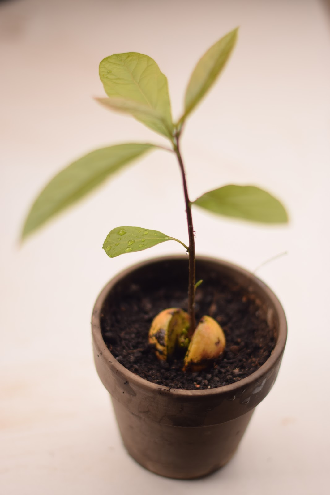 Testing a Tutorial: Growing a Plant from an Avocado Seed - Floradise