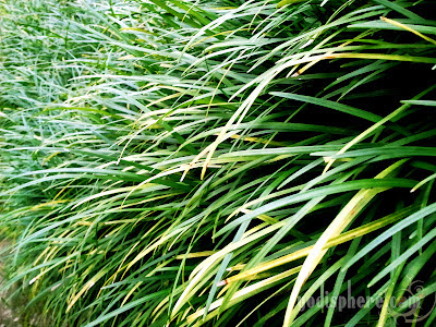 Garden grasses showing different hues of green