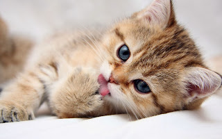 Anak kucing lucu lagi tiduran Download Wallpaper Kucing Lucu, Imut dan Menggemaskan