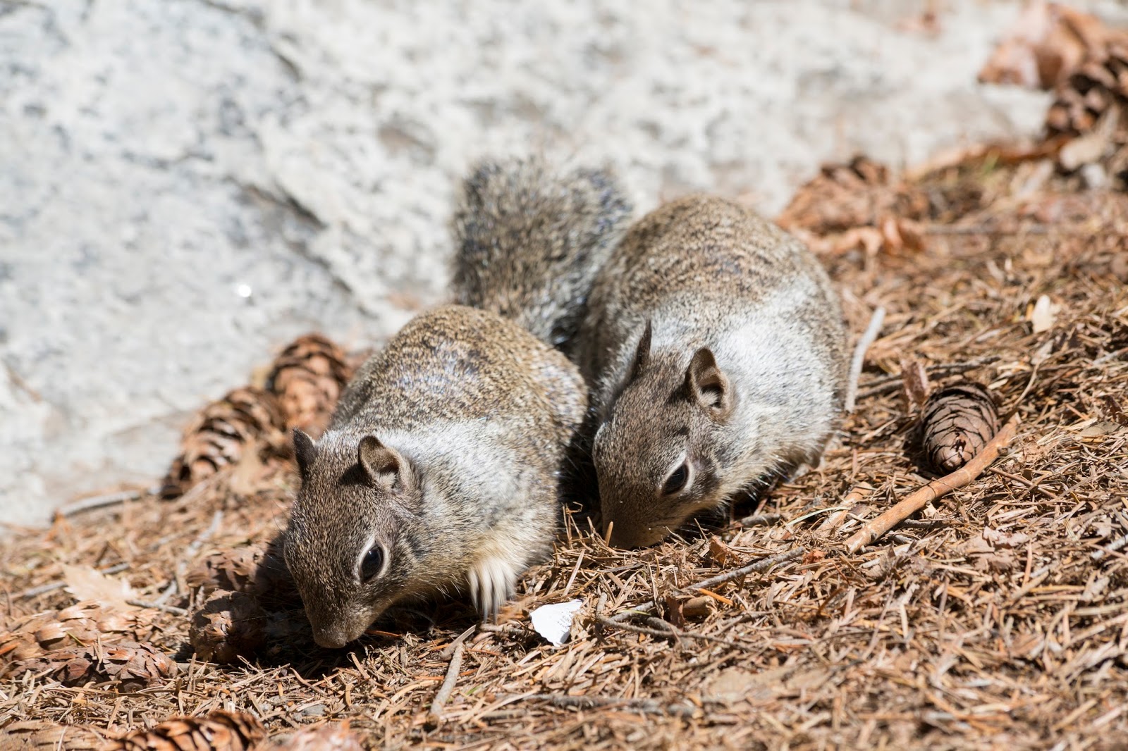 Naturetastic Blog Squirrels Yosemite National Park (Part 16)