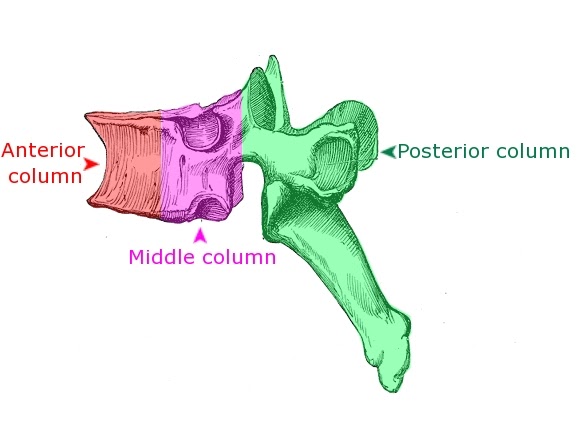 PG Medic: Denis’ three column concept of spine stability