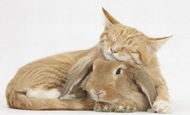 2 Cute Animal Pics: Cute bunny and cat together