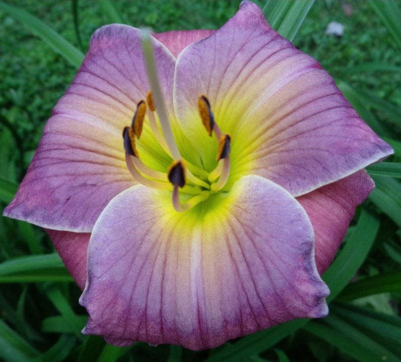 Shadow Wood Gardens Daylily Blog: 2017