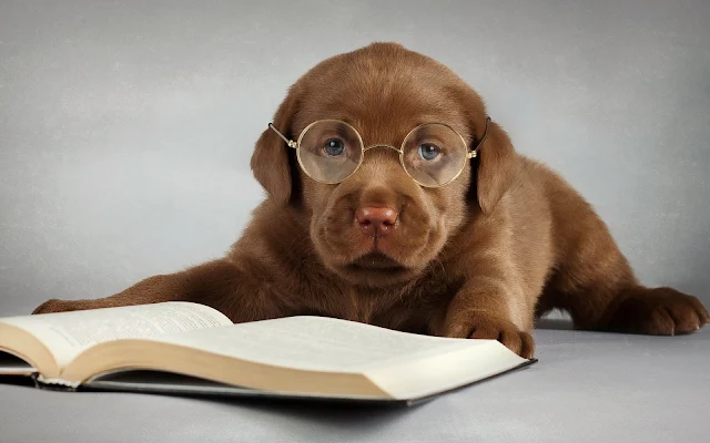 Bruine labrador met bril en boek