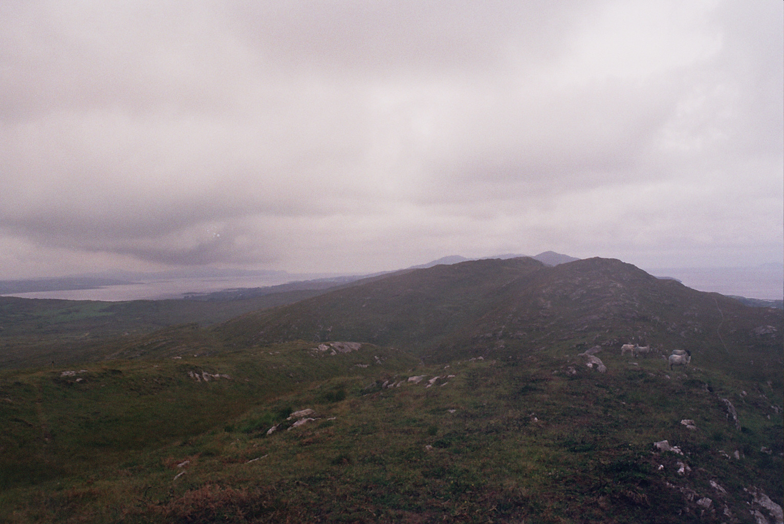Sheep's Head Food Company Durrus Cheese