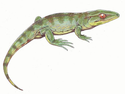 reptiles del carbonifero Gephyrostegus