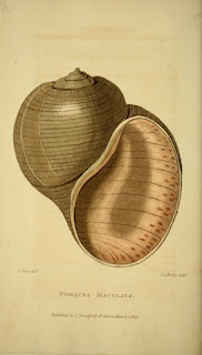 Shell illustration books,Read online or download.