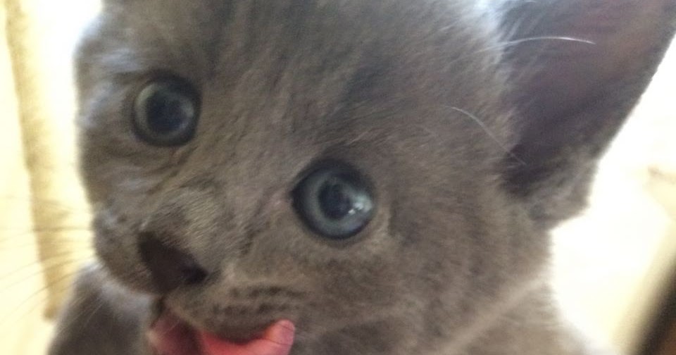 The Kuwait Cats and kittens Adoption and sales email us at ...