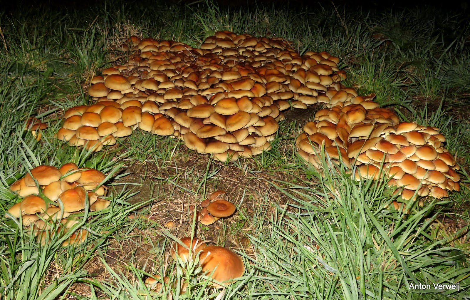 God is in de stilte: Laag bij de grond