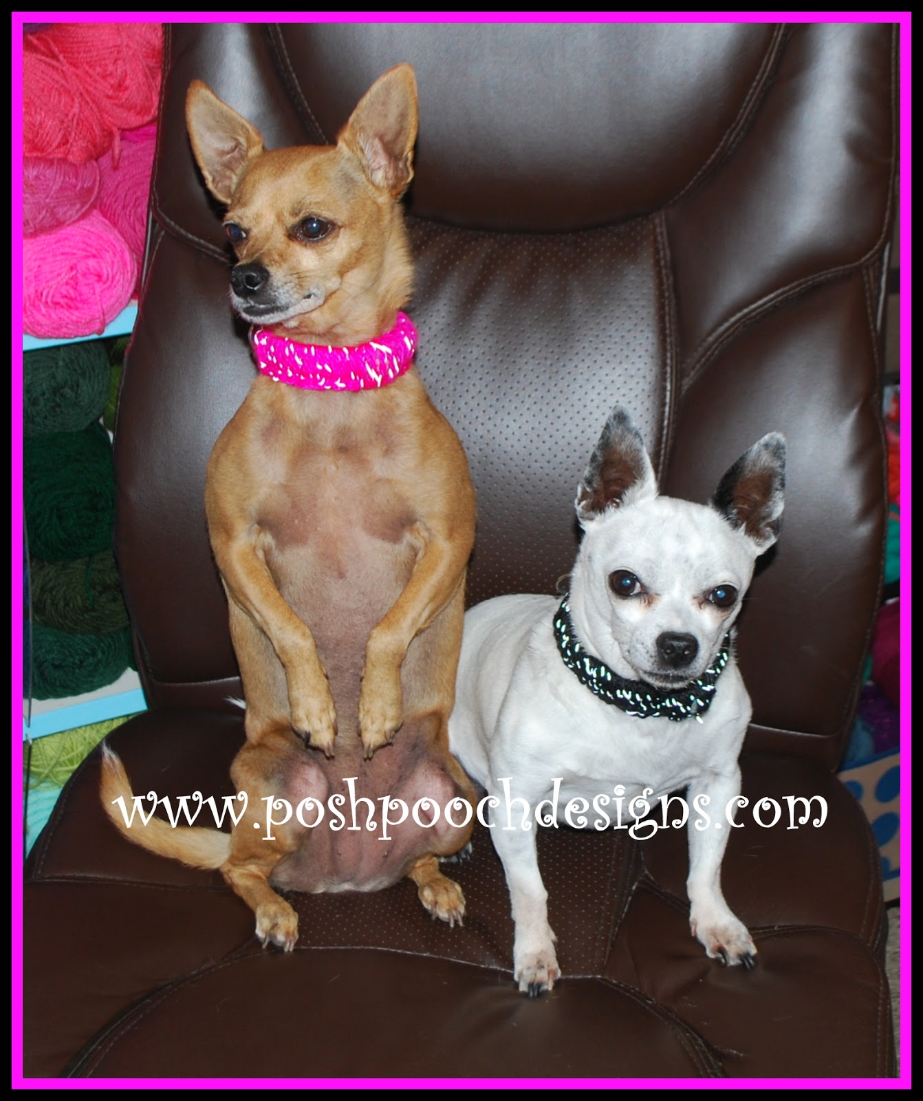 Posh Pooch Designs Reflective Yarn Dog Collar