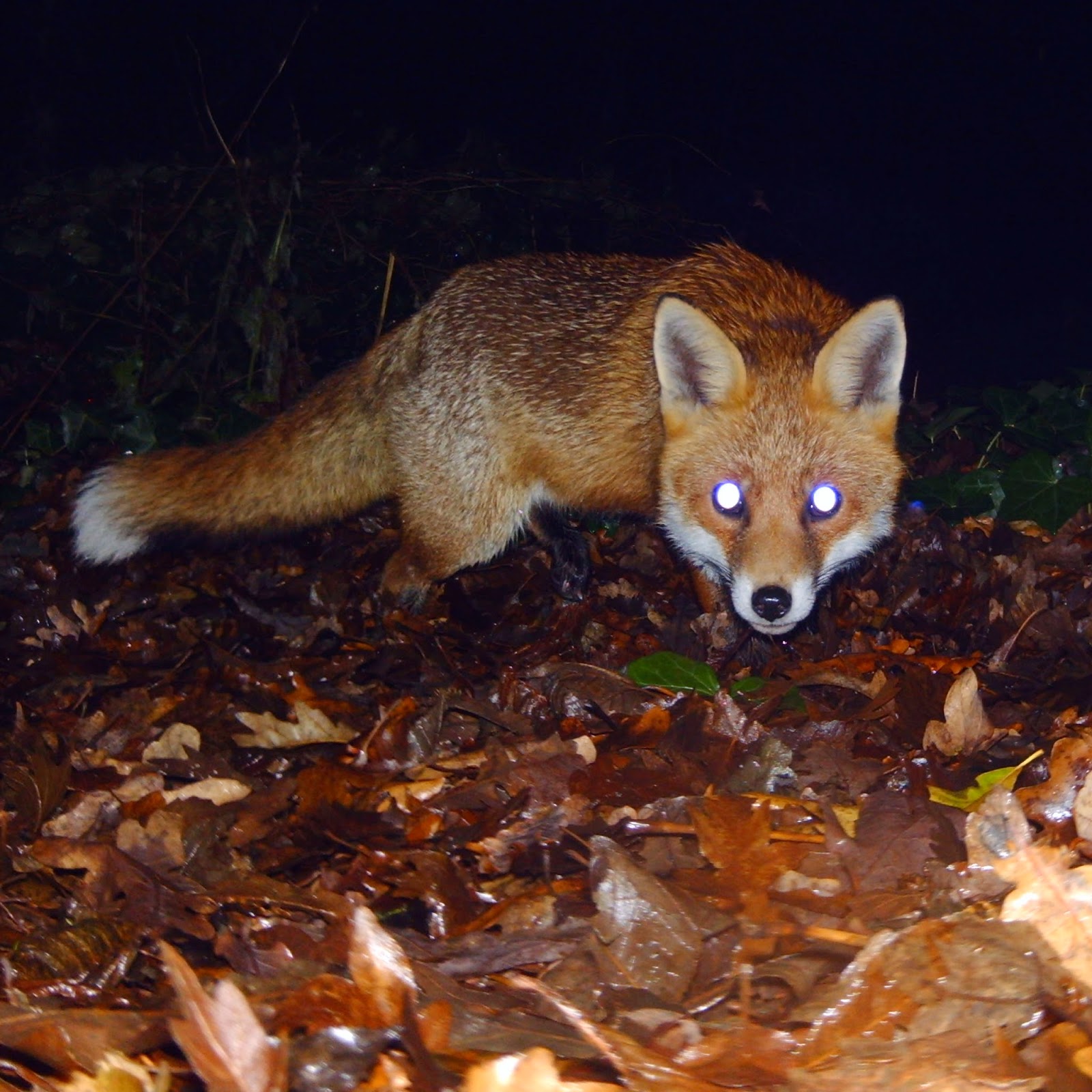 TrogTrogBlog: Night-time trail camera Fox