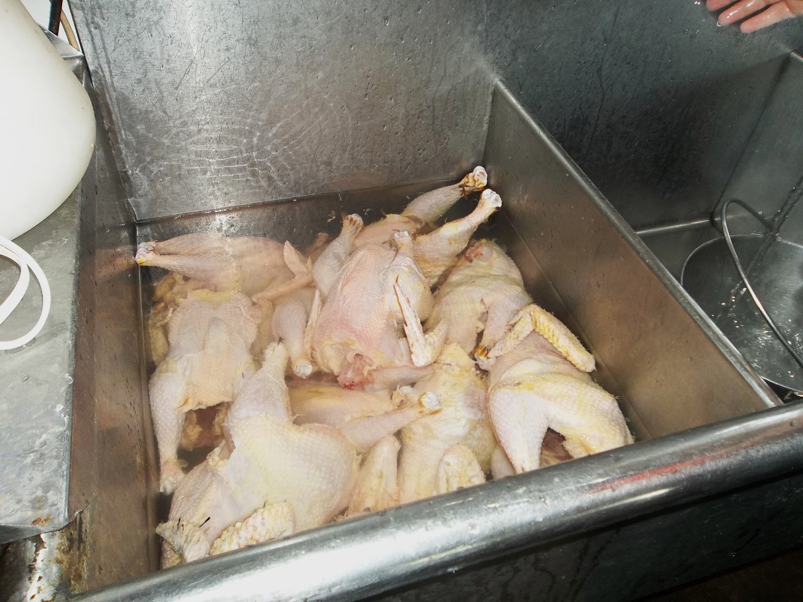 Dorema Farm Tales: Chicken Plucking......