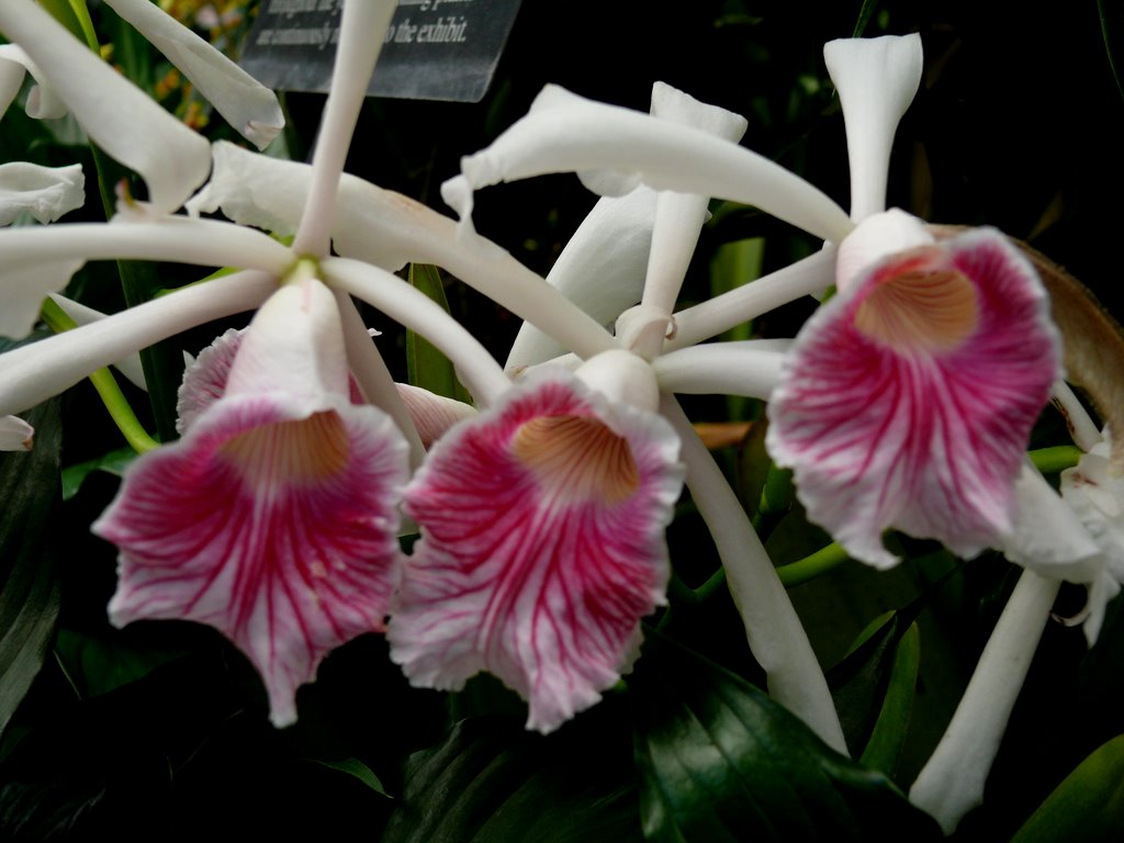 flowers for flower lovers.: Orchid flowers.