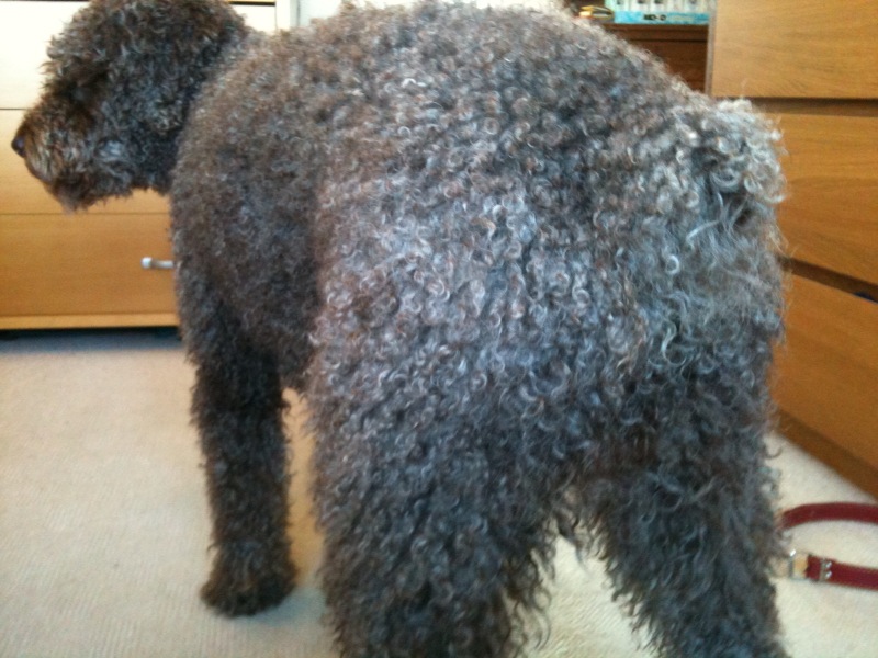 Professional Dog Grooming Shampoo MD10 Collection Champu para Perros