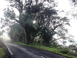 Forest Trees And The Road Scenery In The Morning At Wanagiri Village, Buleleng, Bali, Indonesia
