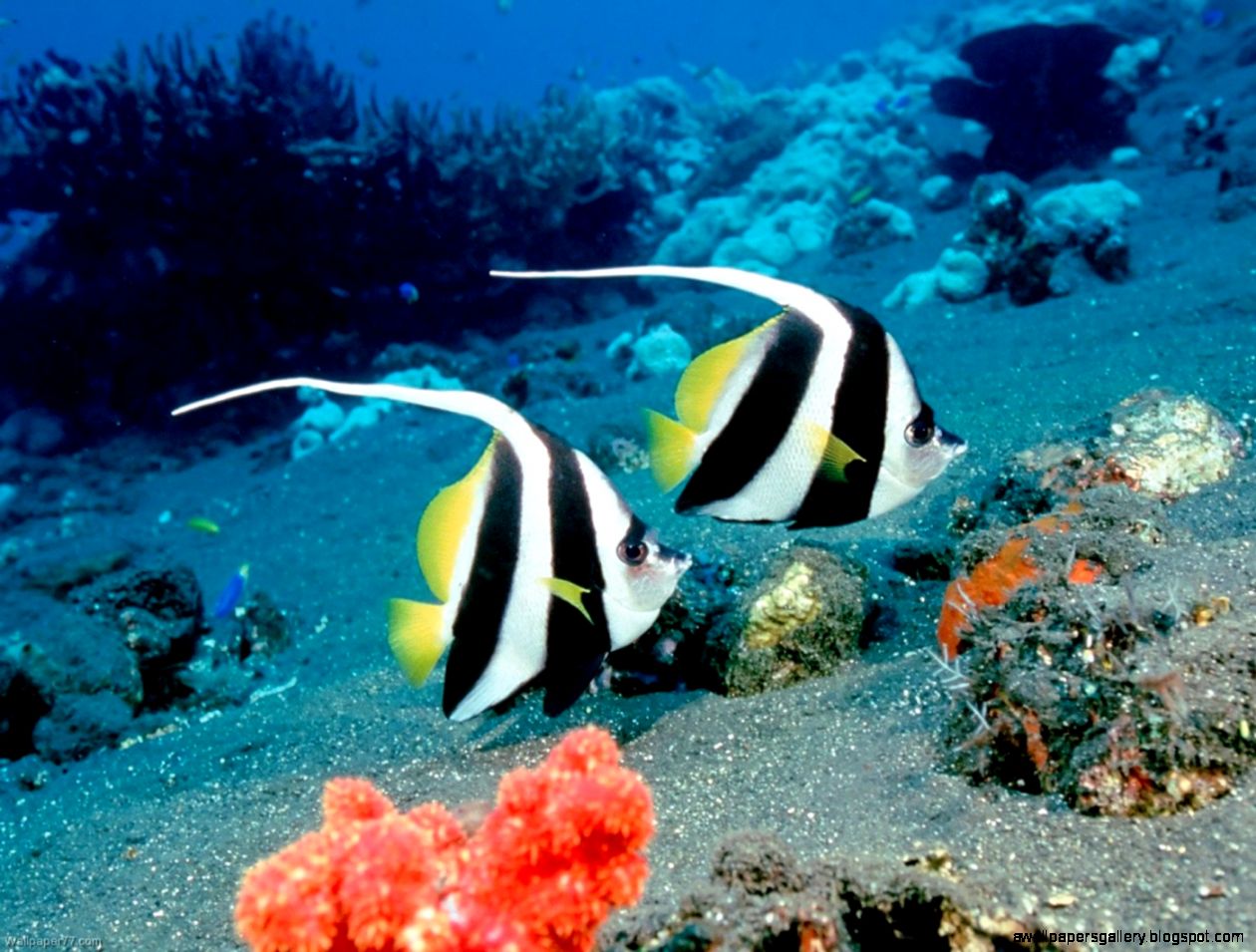 Ocean Underwater Fish  Amazing Wallpapers