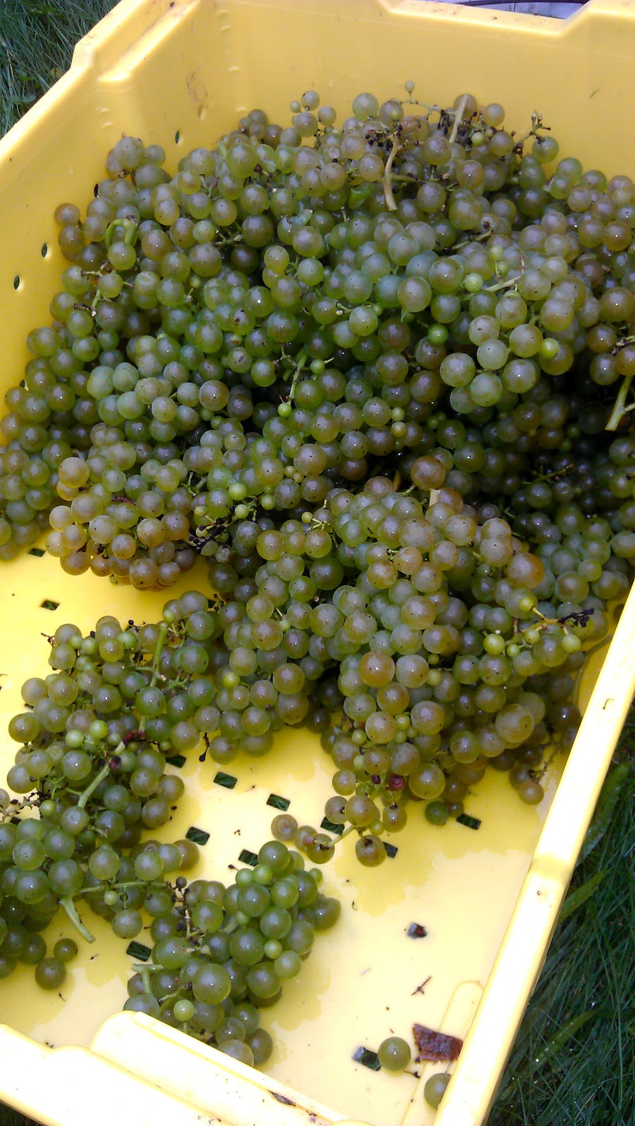 Jewell Towne Vineyards