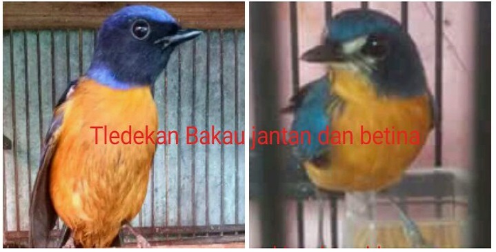 Apa Perbedaan Dan Ciri Tledekan Gunung Dengan Tledekan Bakau