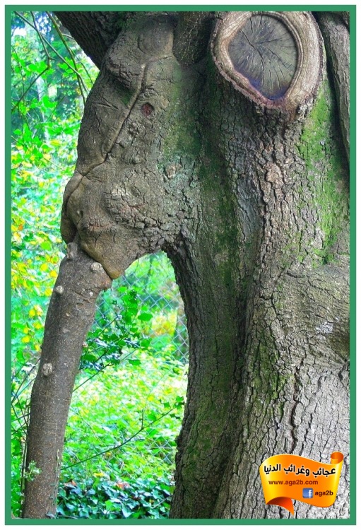 News paper See The Strangest Trees In The World news-paper-see-the-strangest-trees-in-the-world