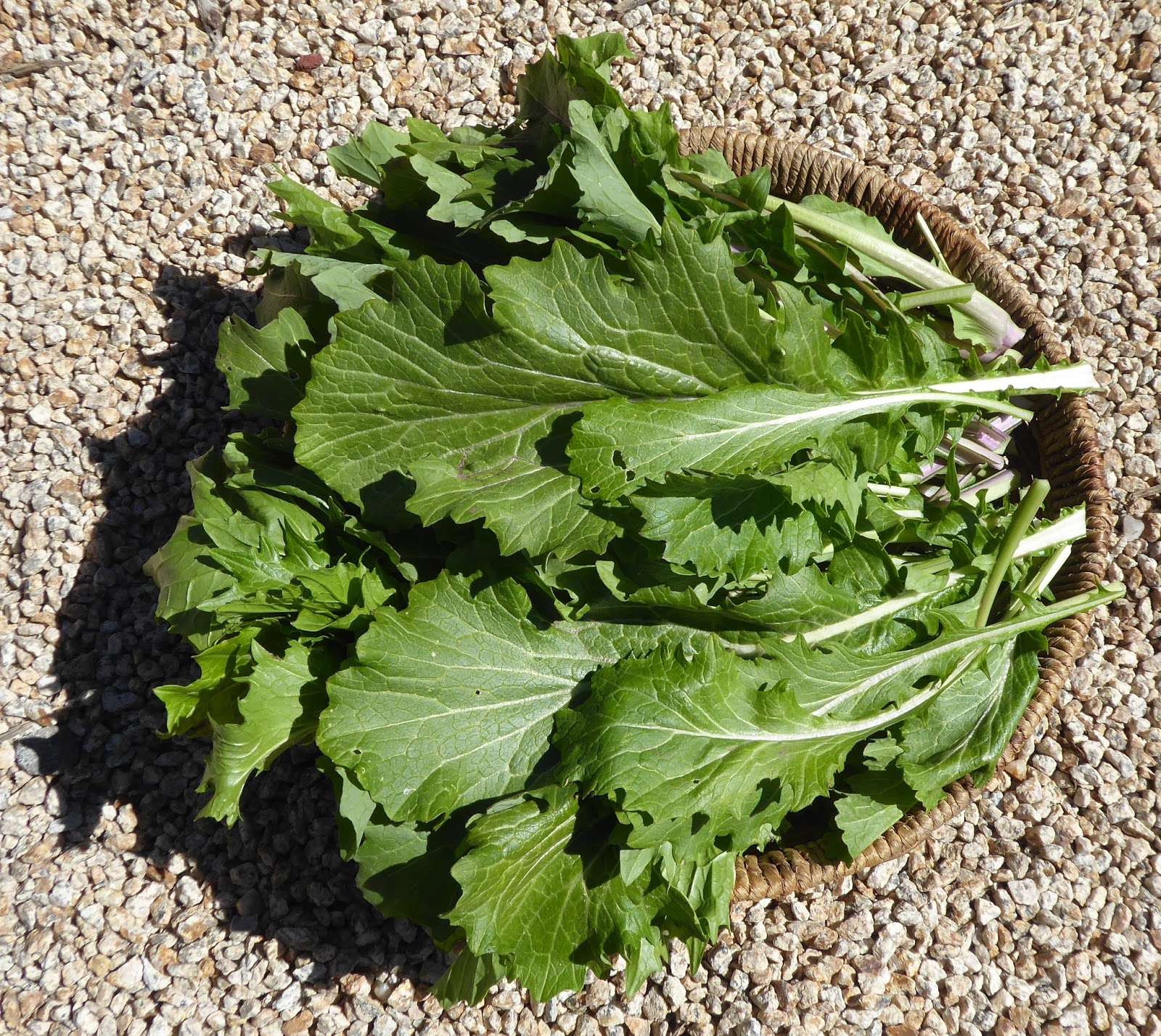 From Seed To Table A Bunch of Mustard Greens