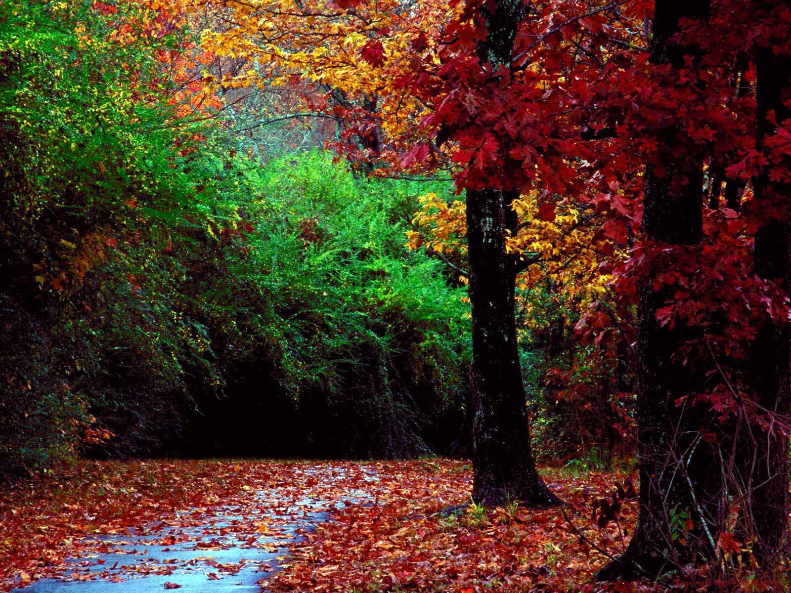 http://3.bp.blogspot.com/-wbcxrmRCAZA/UC3VAnbScMI/AAAAAAAAAbU/rSZPWGnO4m4/s1600/Autumn_Forest_and_Landscape_Color.jpg