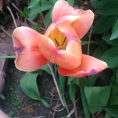 Orange Tulip in its last bloom