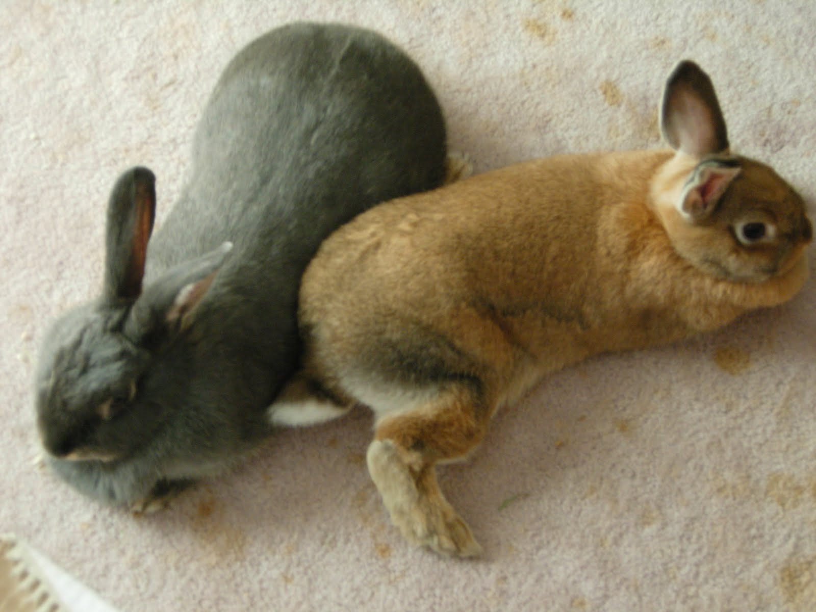 Rabbits In My Basement So, What's This About Rabbits in My Basement?