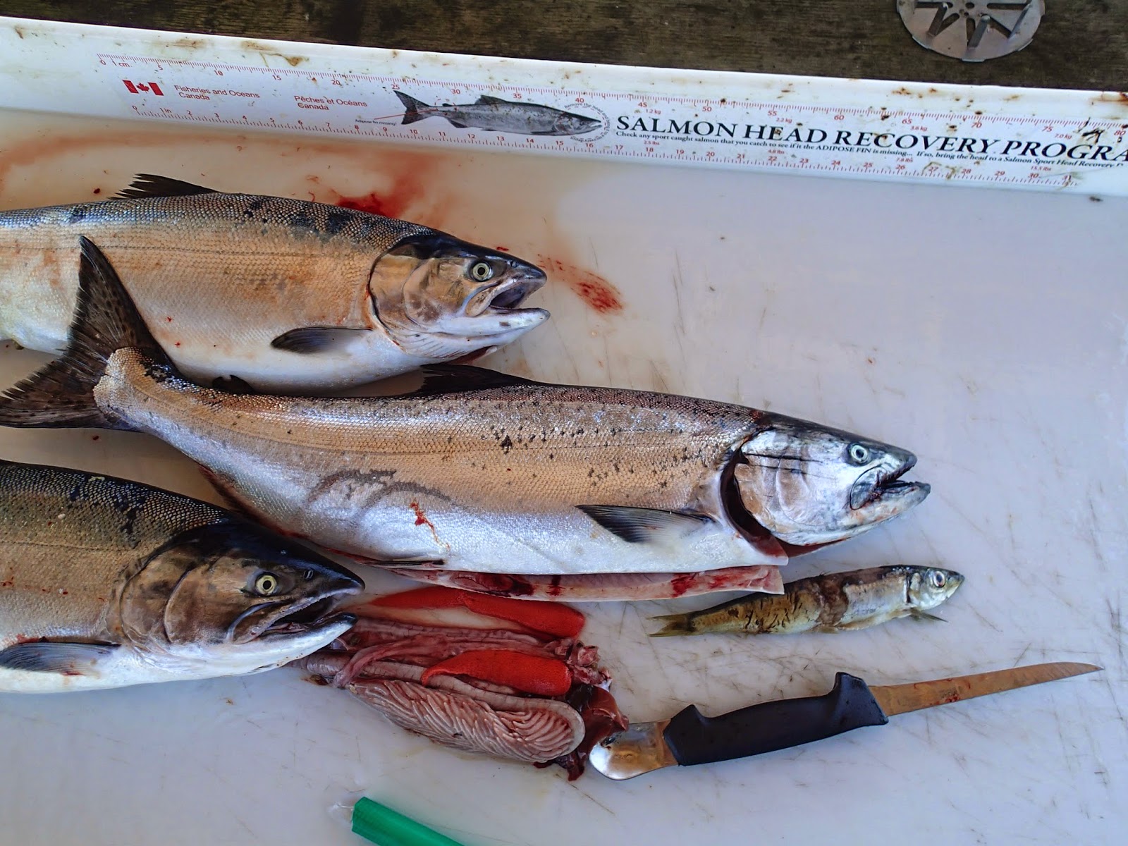 Brightfish Charters Big Herring Dinner