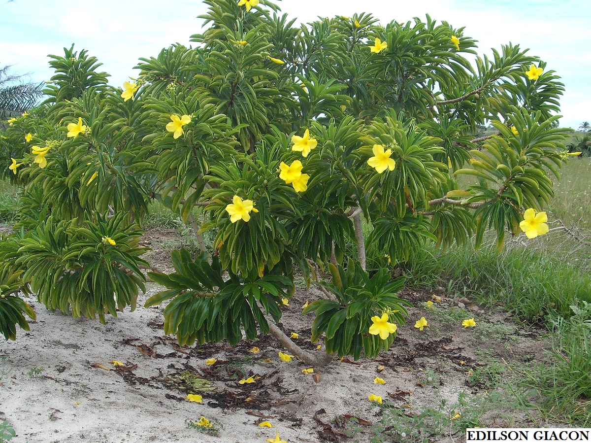 Viveiro Ciprest - Plantas Nativas e Exóticas: Alamanda Amarela Arbórea (  Allamanda laevis )